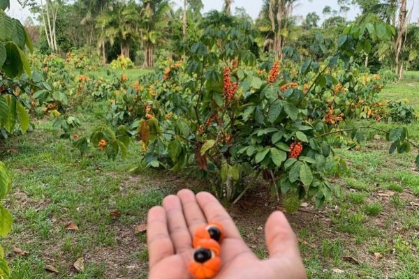 Açaí e guaraná recebem reconhecimento internacional, entrando para ranking de 100 melhores frutas do mundo
