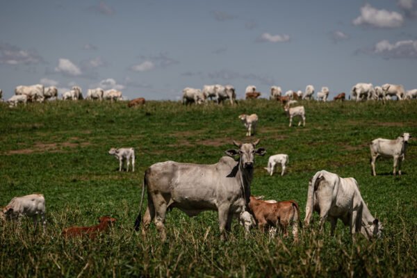 União Europeia endurece regra para carne bovina e Brasil corre contra o tempo para manter exportações