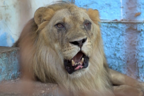 Leão que foi resgatado do ‘pior zoológico da Europa’ fez sinfonia de rugidos com outros animais