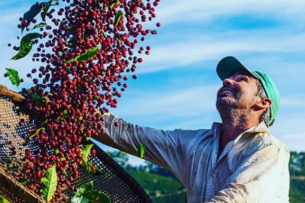 Café sobe com queda do dólar e arábica atinge máxima em uma semana em NY