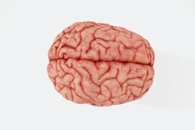 Como nosso cérebro nos engana nas discussões de internet!