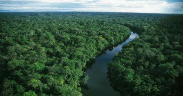 Reino Unido anuncia US$ 540 milhões para Fundo de Florestas criado pelo Brasil