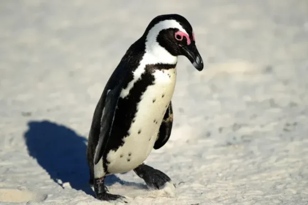 Por que o cocô dos pinguins é rosa? Coloração pode ser vista do espaço e serve para para monitorar a saúde do ecossistema