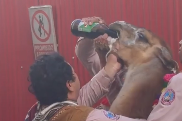 Vídeo: Dançarinos forçam lhama a beber cerveja em Cusco, no Peru