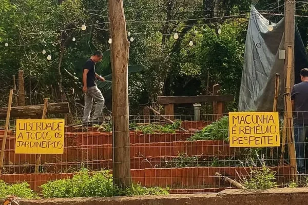 Polícia destrói cultivo de cannabis medicinal de associação em Itupeva e prende colaboradores