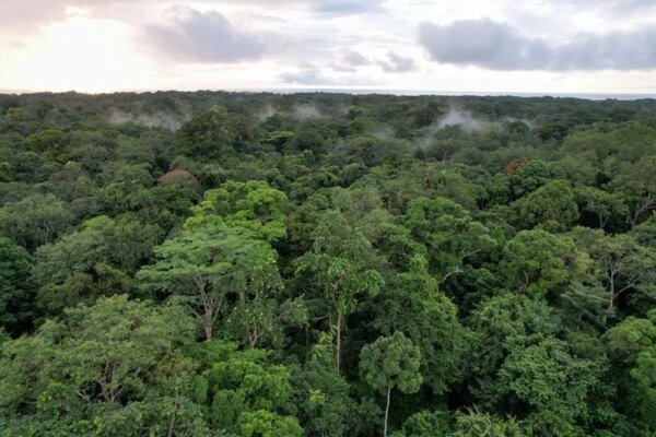 Reino Unido vai investir R$ 2,7 bi em proteção de florestas no Brasil