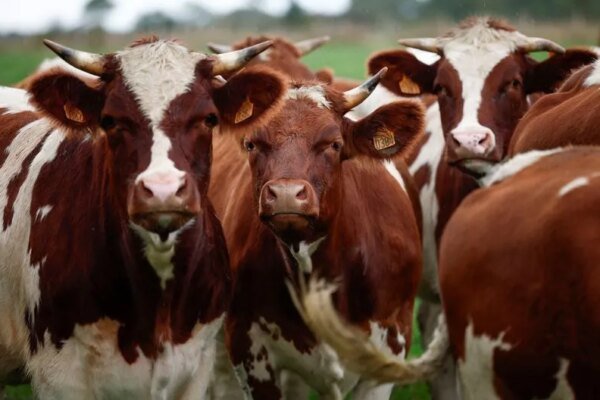 Por que se diz que as vacas têm 4 estômagos? Saiba o que o ditado significa