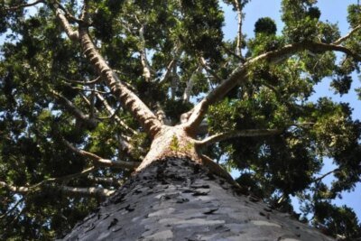 Ele importou 12 mudas raras da Ásia há 160 anos, mas só uma sobreviveu — e hoje é um monumento protegido por lei que ‘chora’ cristais sob a lua cheia