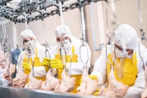 Exportações de frango do Brasil sob risco com doença em SC