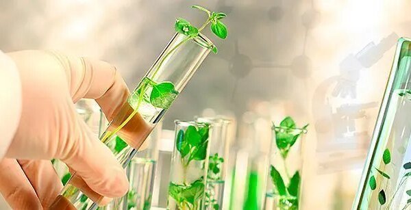 Diplomacia científica no agro pode auxiliar Brasil com barreiras externas