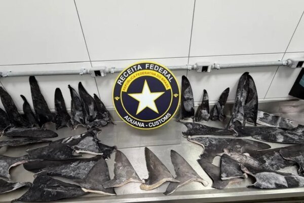 Mais de 17 toneladas de barbatanas de tubarão são apreendidas