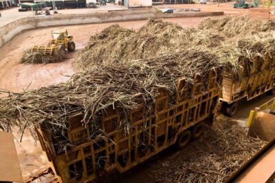 El Niño deixa cana no campo e ameaça início da próxima safra de açúcar no Brasil
