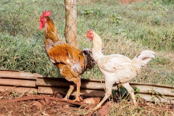 União Europeia sinaliza que voltará a comprar frango e mel do Brasil
