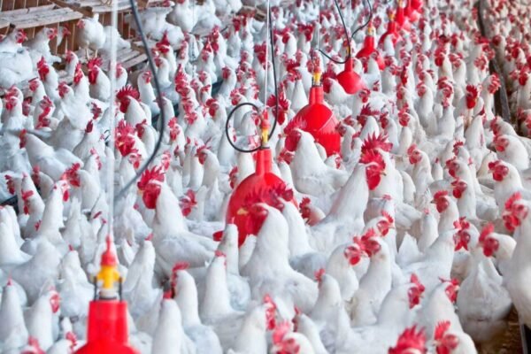Brasil restringe exportações de frango à China após doença em fornecedor da MBRF