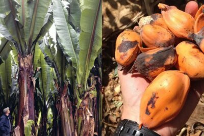 Parece uma banana gigante, mas seu fruto é intragável: a “planta milagrosa” que passa anos debaixo da terra e pode salvar milhões da fome