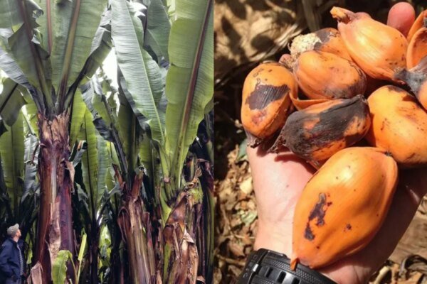 Parece uma banana gigante, mas seu fruto é intragável: a “planta milagrosa” que passa anos debaixo da terra e pode salvar milhões da fome