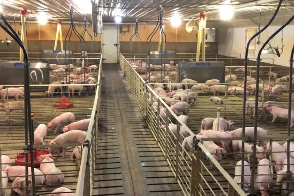 Exportações de carne suína chegam a 1,2 milhão de toneladas até setembro