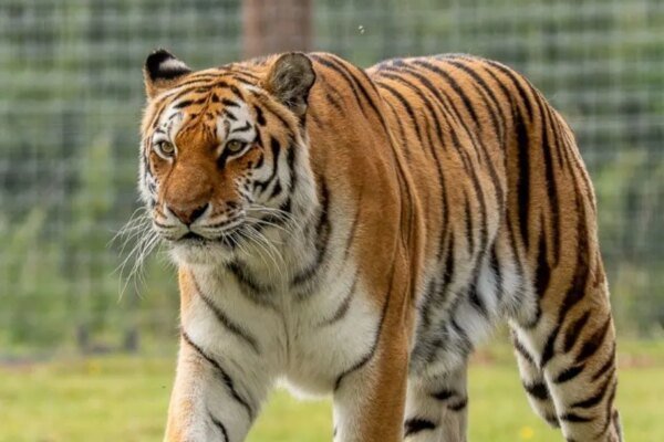 Tigre que matou homem no Reino Unido não será sacrificado, diz zoológico